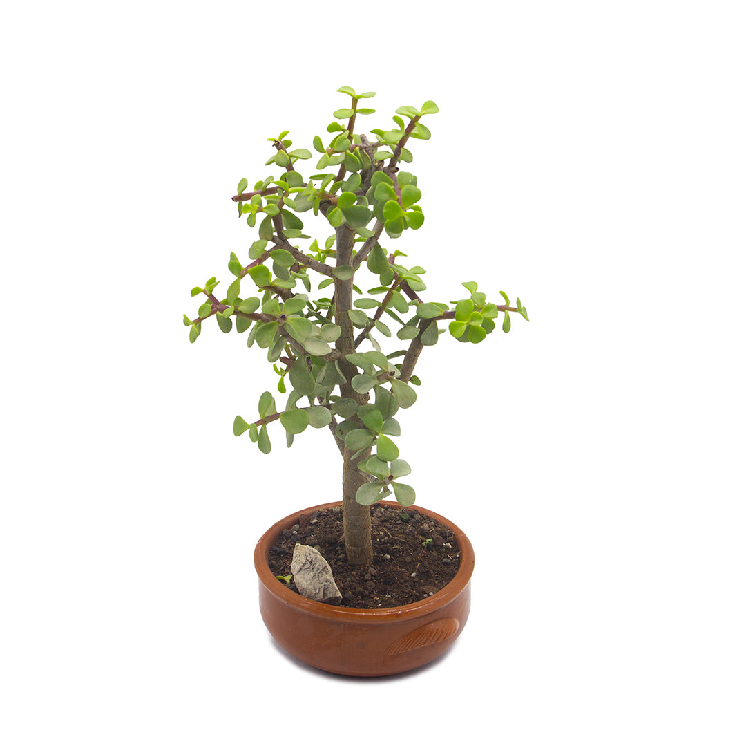 Kit assemblaggio per bonsai di Portulacaria afra - portulaca bonsai (Terrina 13 cm)