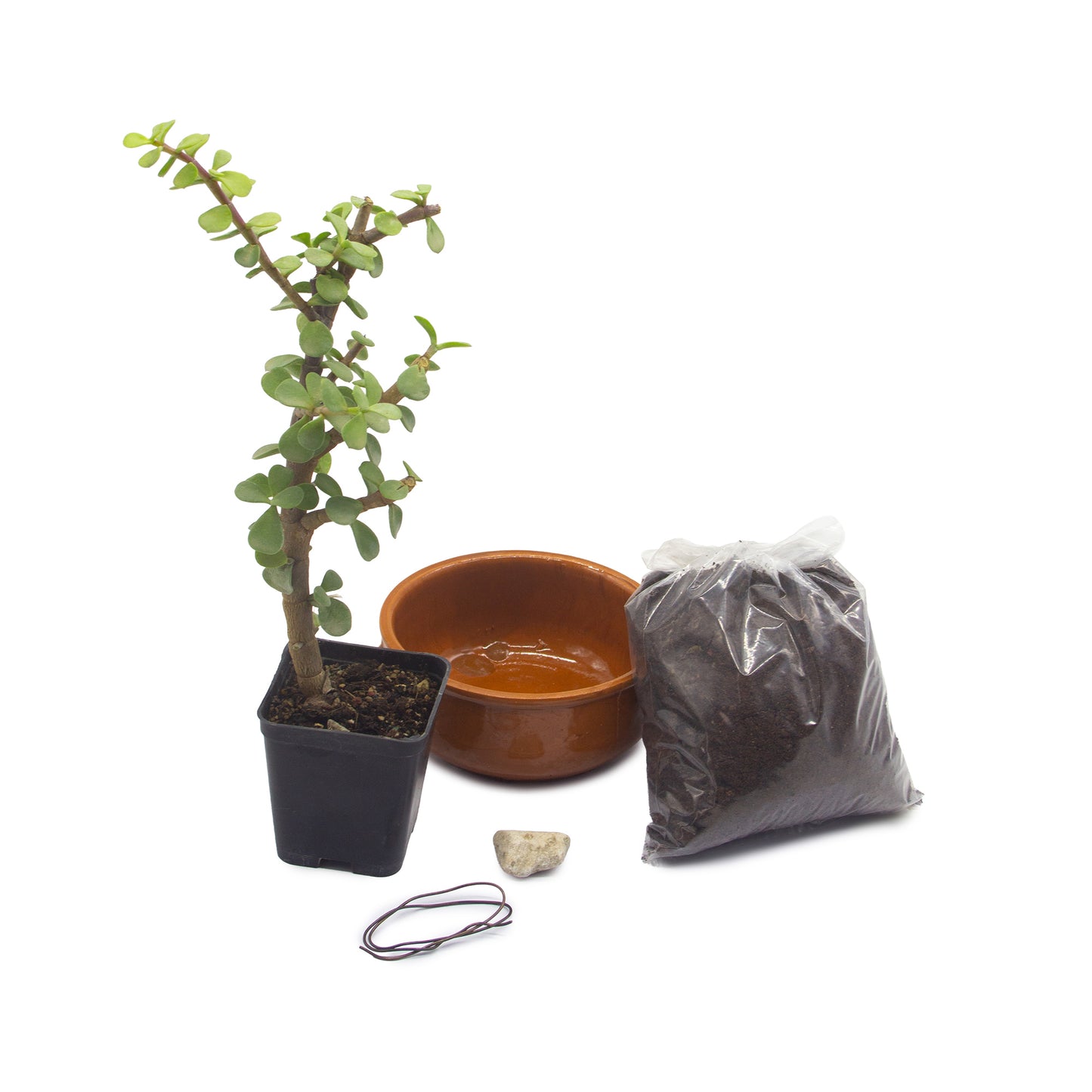 Kit assemblaggio per bonsai di Portulacaria afra - portulaca bonsai (Terrina 13 cm)