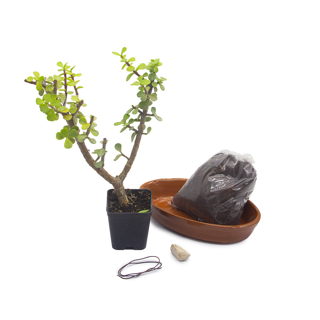 Kit assemblaggio per bonsai di Portulacaria afra - portulaca bonsai (Terrina ovale)