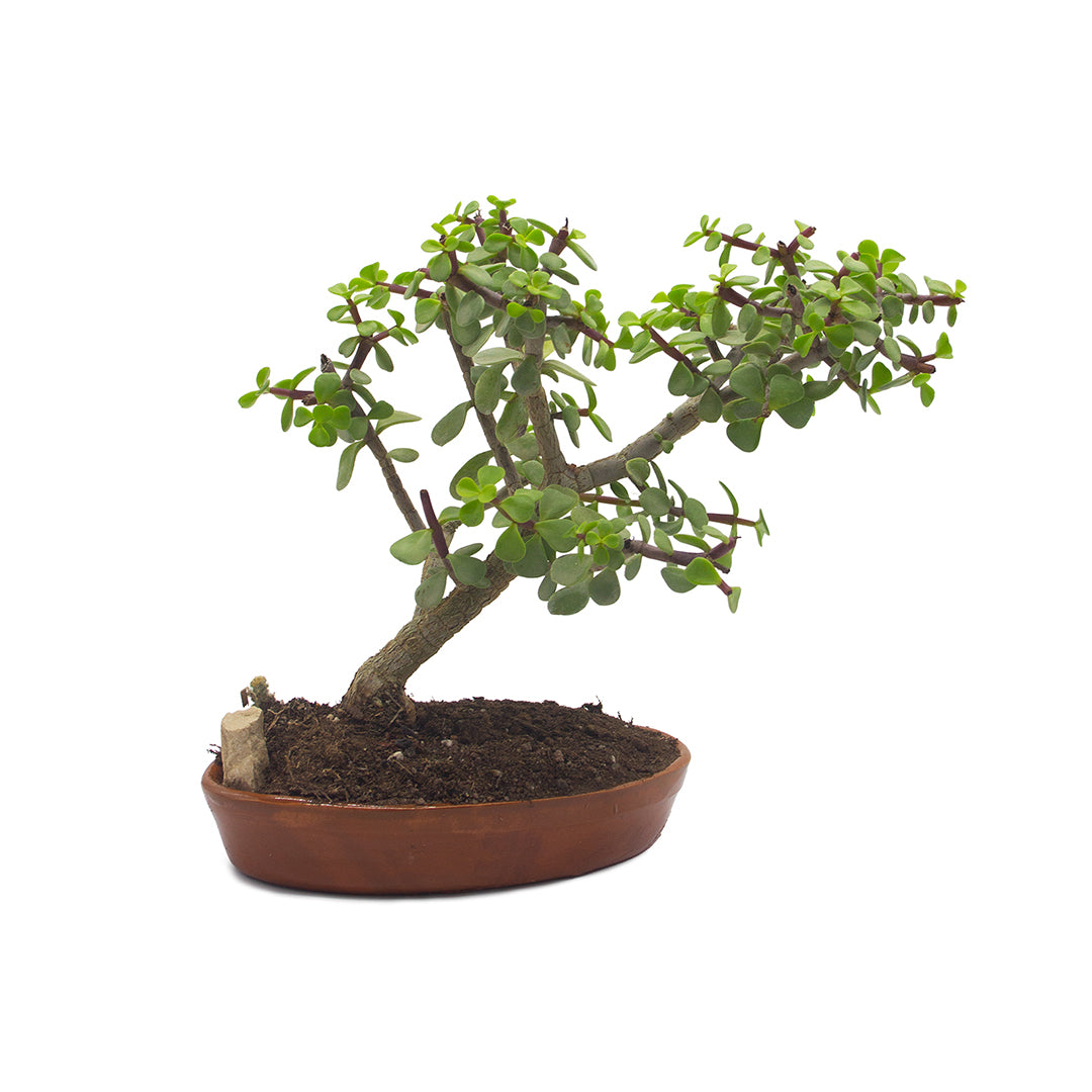 Kit assemblaggio per bonsai di Portulacaria afra - portulaca bonsai (Terrina ovale)