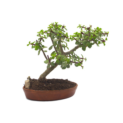 Kit assemblaggio per bonsai di Portulacaria afra - portulaca bonsai (Terrina ovale)