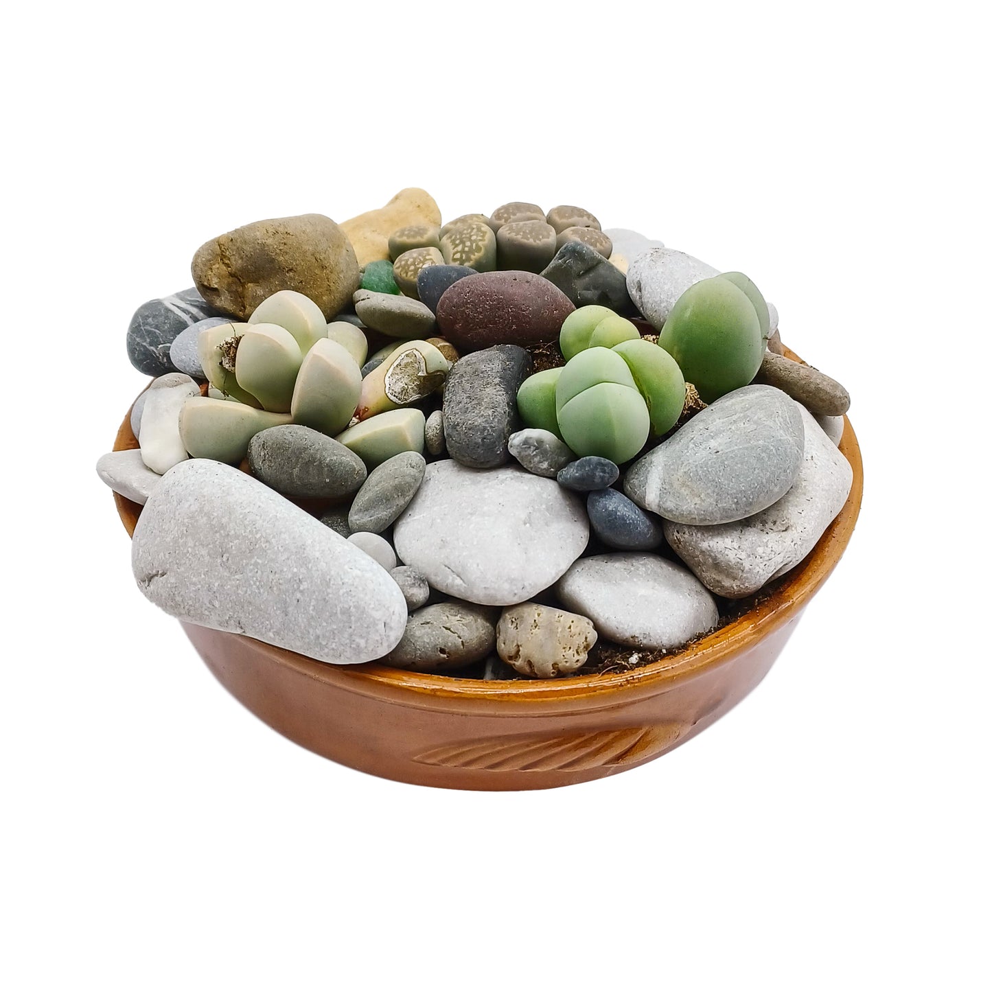 Kit assemblaggio per composizione di Azioaceae - composizione pietre vive (Terrina)