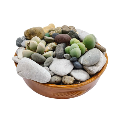 Kit assemblaggio per composizione di Azioaceae - composizione pietre vive (Terrina)