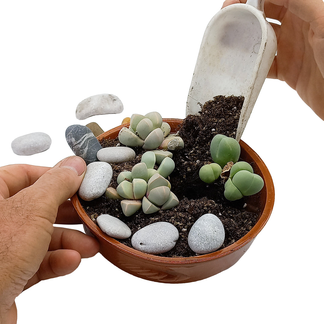 Kit assemblaggio per composizione di Azioaceae - composizione pietre vive (Terrina)