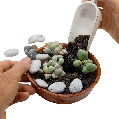 Kit assemblaggio per composizione di Azioaceae - composizione pietre vive (Terrina)