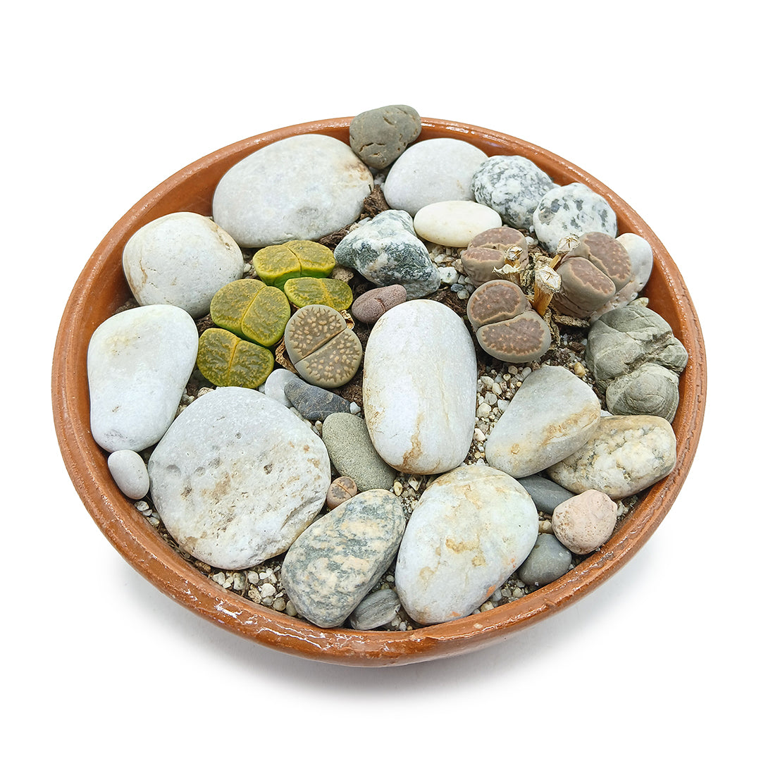 Kit assemblaggio per composizione di Lithops - composizione sassi viventi (Terrina 15 cm)