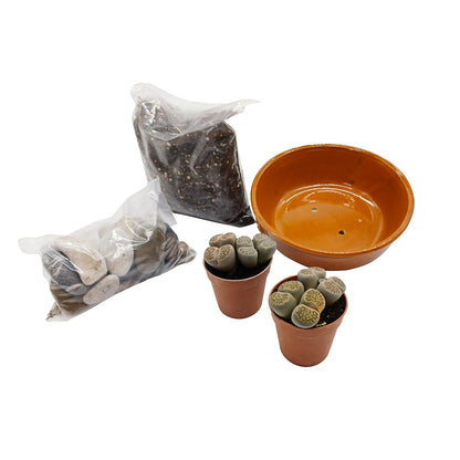 Kit assemblaggio per composizione di Lithops - composizione sassi viventi (Terrina 15 cm)