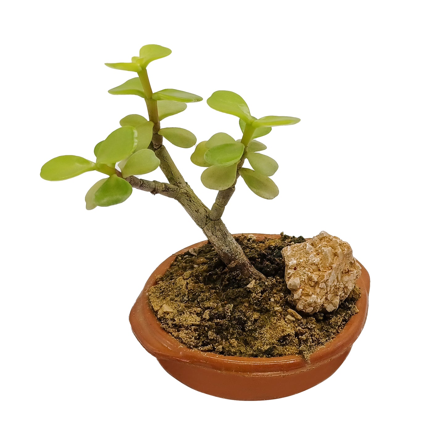 Kit assemblaggio per mini bonsai di Portulacaria afra - portulaca bonsai (Terrina 8 cm)