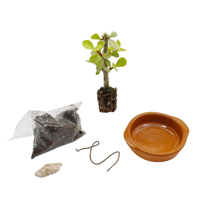 Kit assemblaggio per mini bonsai di Portulacaria afra - portulaca bonsai (Terrina 8 cm)