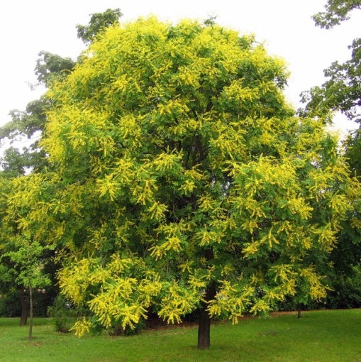 Koelreuteria paniculata - albero della pioggia d'oro (10 piante a radice nuda)