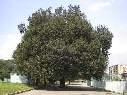 Quercus ilex - leccio (Vaso 20 cm)