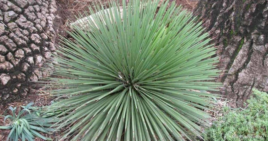 Agave stricta longifolia - (Square vase 9x9x10 cm)