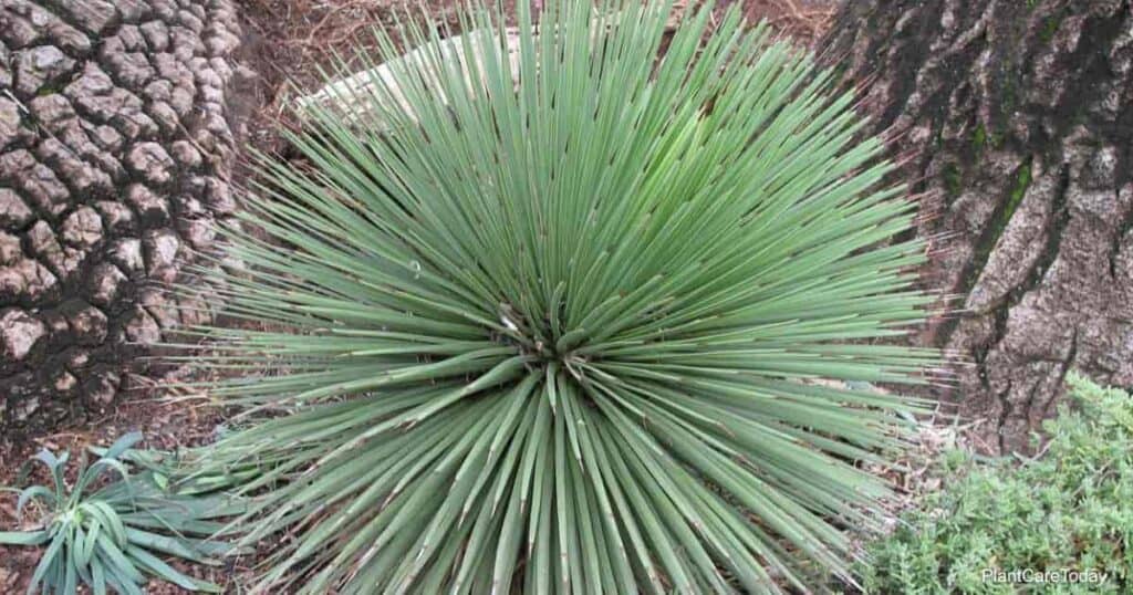 Agave stricta longifolia - (Square vase 9x9x10 cm)