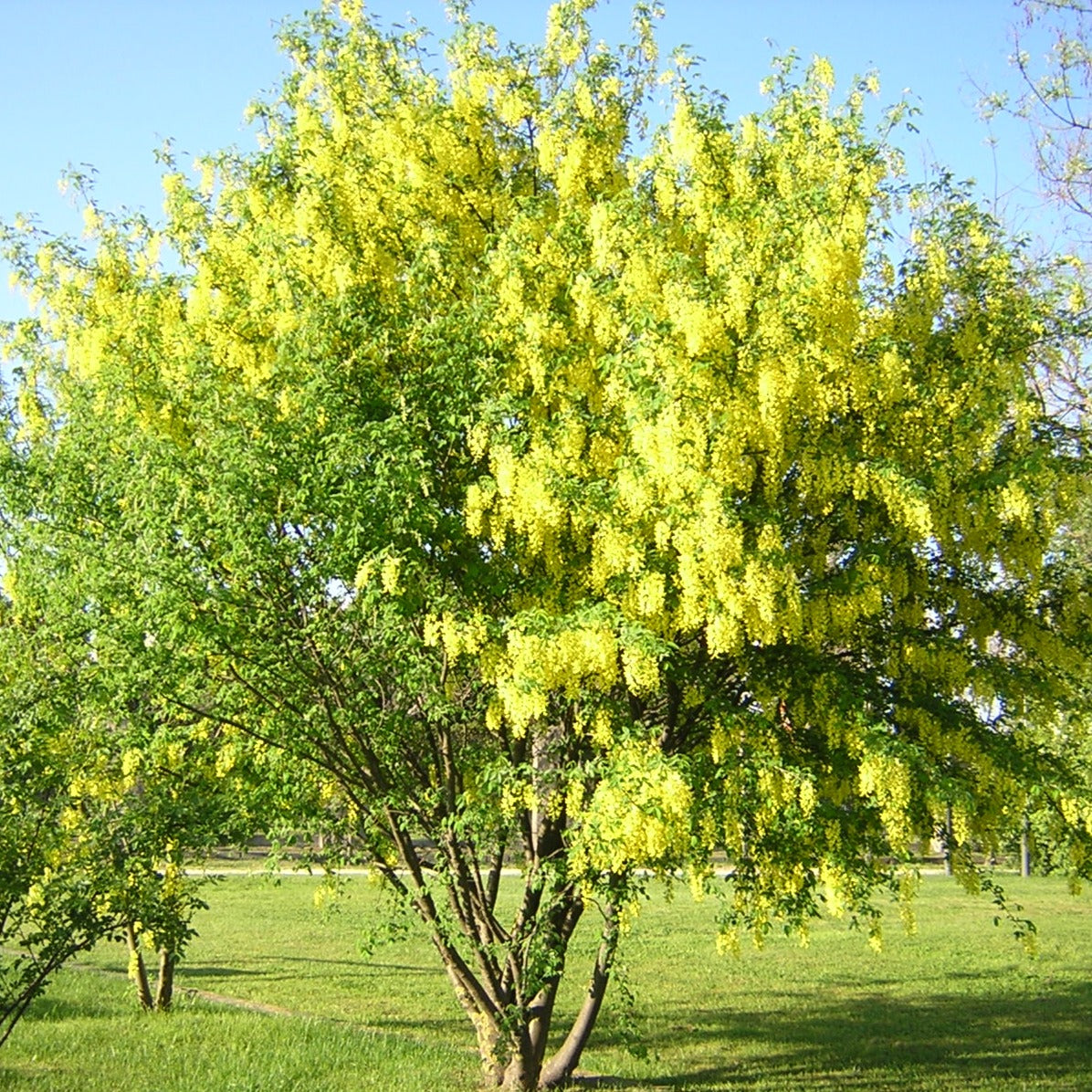 Laburnum anagyroides - maggiociondolo (Vaso quadro 16x16x22 cm)