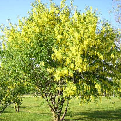 Laburnum anagyroides - maggiociondolo (Vaso quadro 16x16x22 cm)