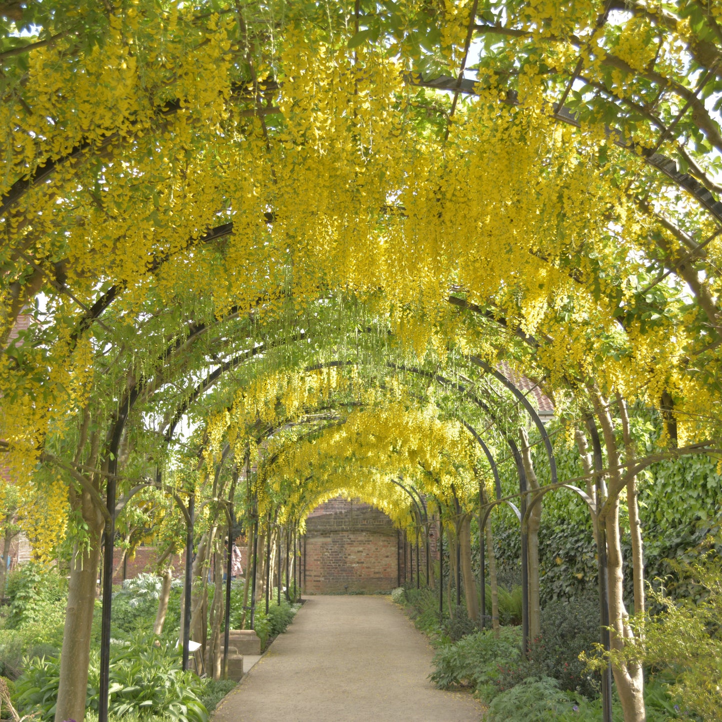 Laburnum anagyroides - maggiociondolo (Vaso quadro 16x16x22 cm)
