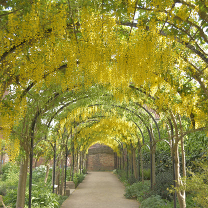 Laburnum anagyroides - maggiociondolo (Vaso quadro 16x16x22 cm)