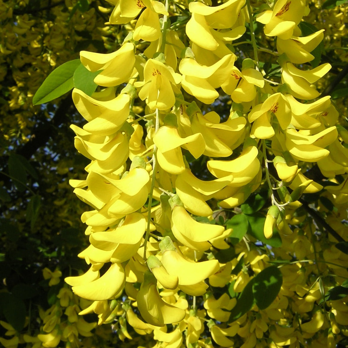 Laburnum anagyroides - maggiociondolo (Vaso quadro 16x16x22 cm)