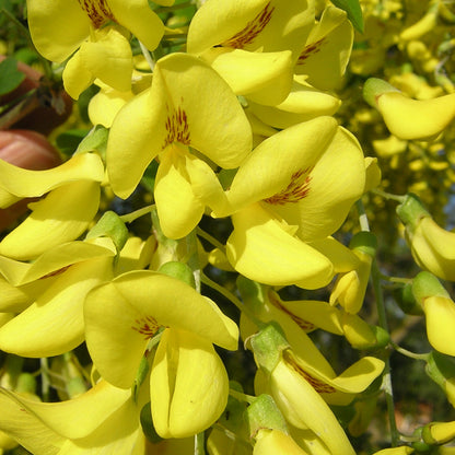 Laburnum anagyroides - maggiociondolo (Vaso quadro 16x16x22 cm)