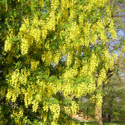 Laburnum anagyroides - laburnum (Square vase 9x9x20 cm)