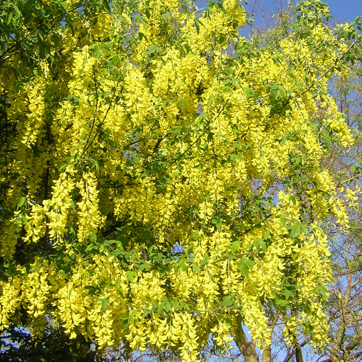 Laburnum anagyroides - maggiociondolo (Vaso quadro 16x16x22 cm)