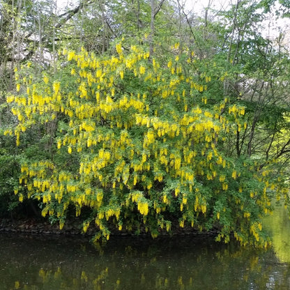 Laburnum anagyroides - maggiociondolo (Vaso quadro 16x16x22 cm)