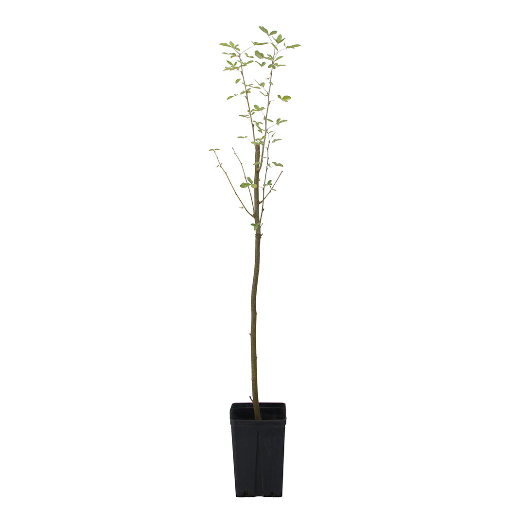 Laburnum anagyroides - maggiociondolo (Vaso quadro 16x16x22 cm)