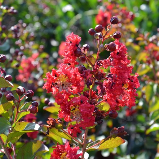 Lagerstroemia indica cv "dynamite" red flower - lagestroemia (Pot 18 cm)