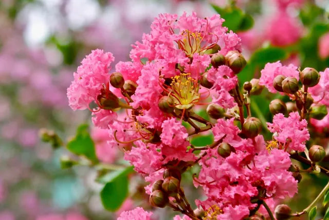 Lagerstroemia indica cv "coccinea" - lagestroemia (red flower) (Square vase 9x9x20 cm)