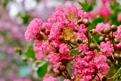 Lagerstroemia indica cv "coccinea" - lagestroemia (red flower) (Square vase 9x9x20 cm)