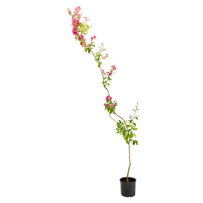 Lagerstroemia indica cv "dynamite" fiore rosso - lagestroemia (Vaso 18 cm)