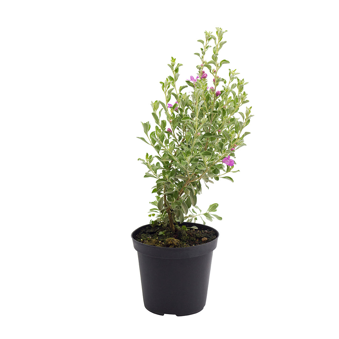 Leucophyllum Frutescens - Leucophyll, Barometer Plant (15 Cm Pot)