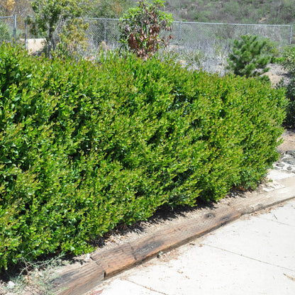 Ligustrum texanum spiepe di VivaiMDB