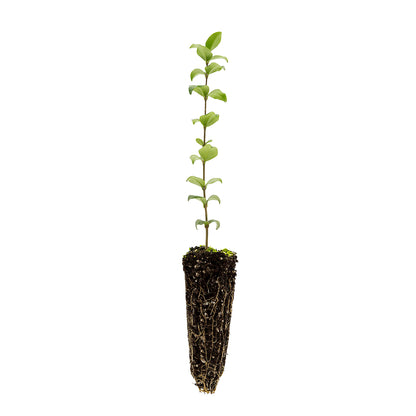 Ligustrum texanum alveolo forestale di VivaiMDB