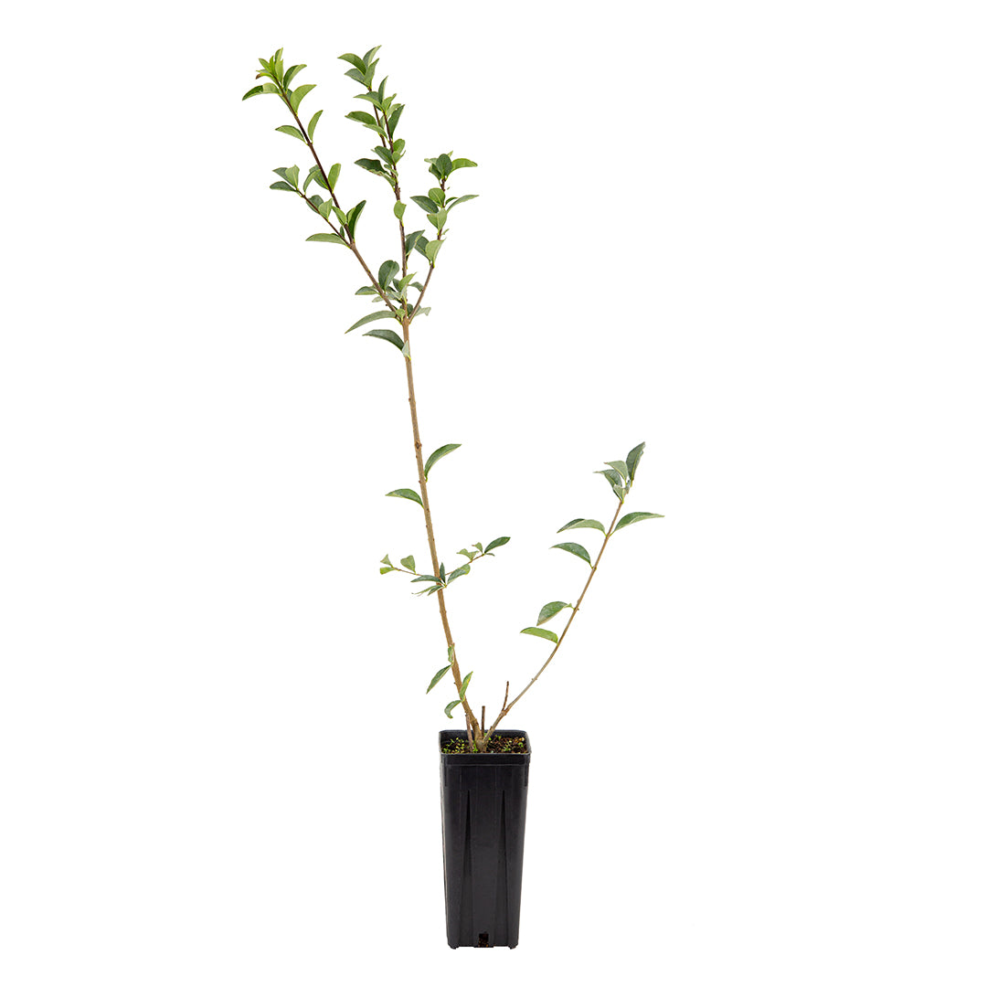 Ligustrum vulgare - Vulgar privet (Square vase 9x9x20 cm)