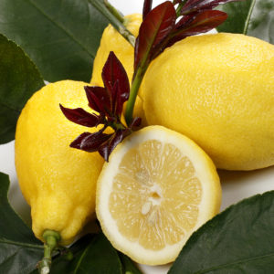 Citrus limon cv "Sfusato Amalfitano" - Amalfi Coast Lemon (Fitocella)