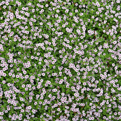 Lippia nodiflora - lippia da prato (Set 5 alveolini)