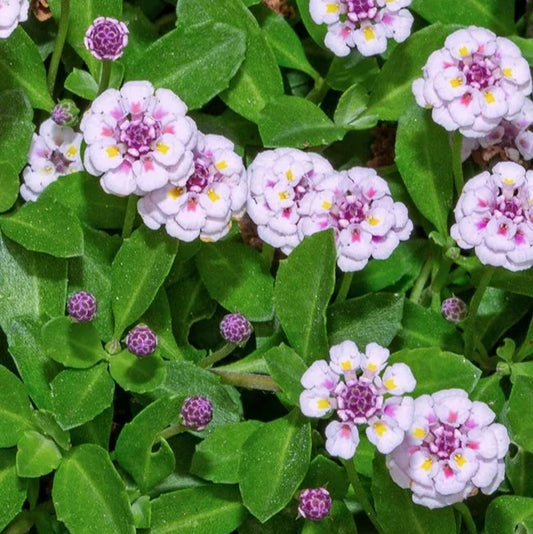 Lippia nodiflora - lippia da prato (Set 5 alveolini)