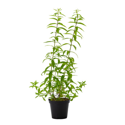 Lippia citriodora - erba Luigia (Vaso 15 cm)