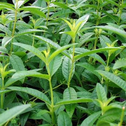 Lippia citriodora - erba Luigia (Vaso 15 cm)
