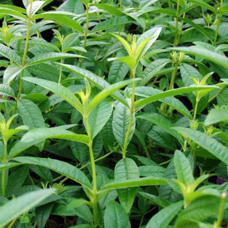 Lippia citriodora - erba Luigia (Vaso 15 cm)