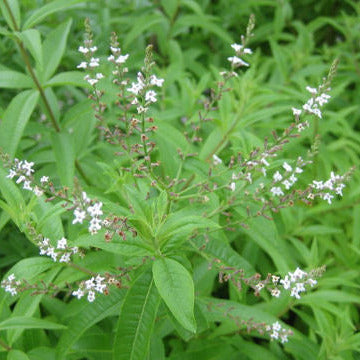 Lippia citriodora - erba Luigia (Vaso 15 cm)
