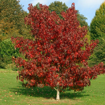 Liquidambar styraciflua - storace americano (10 piante a radice nuda)