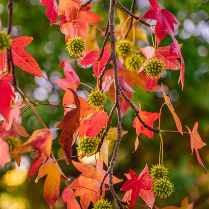 Liquidambar styraciflua - storace americano (10 piante a radice nuda)