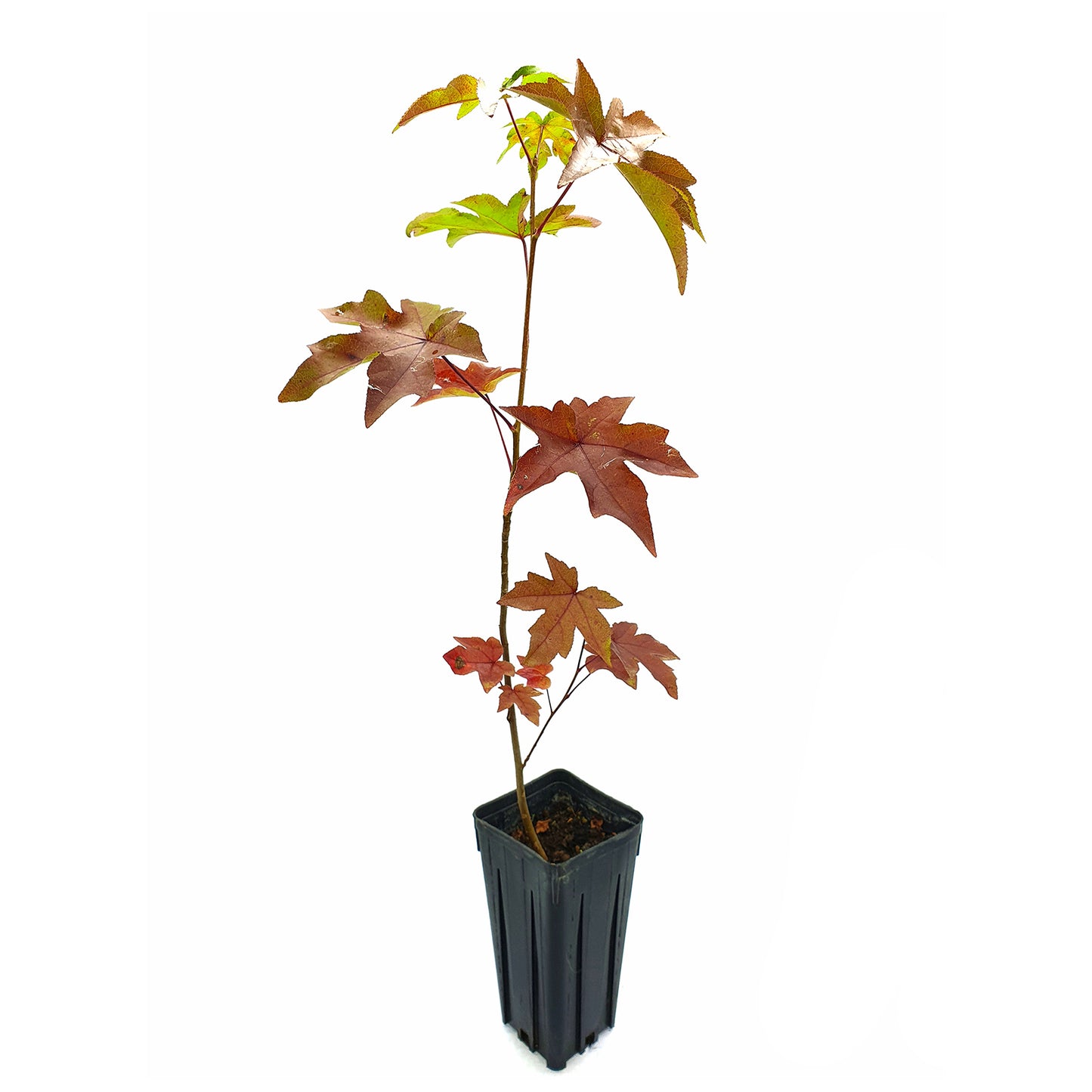 Liquidambar styraciflua - storace americano (Vaso quadro 9x9x20 cm)