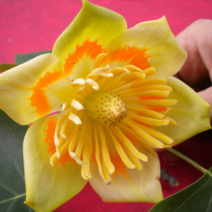 Liriodendron tulipifera - albero dei tulipani (Vaso quadro 9x9x20 cm)