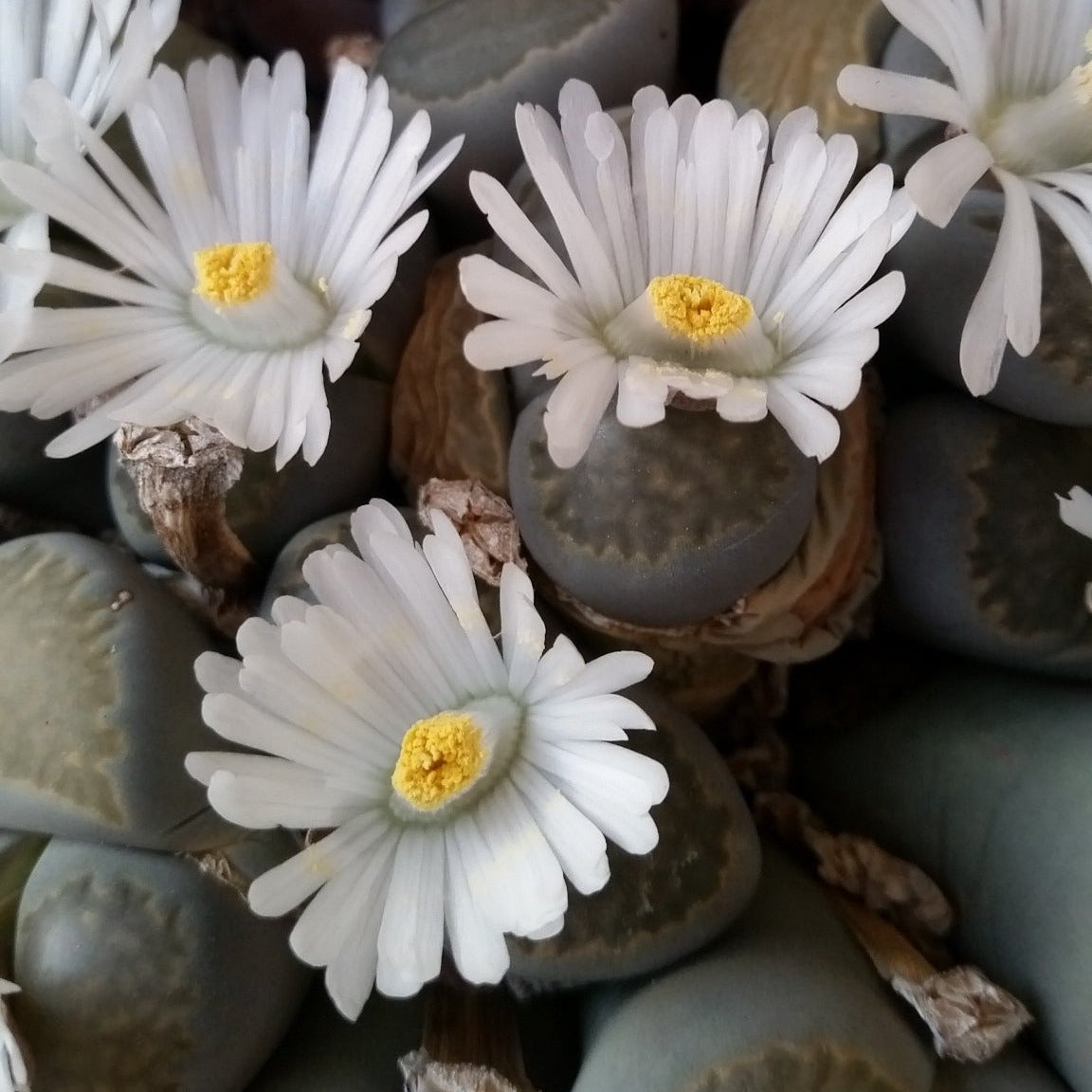 Kit assemblaggio per composizione di Lithops - composizione sassi viventi (Terrina 15 cm)