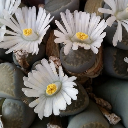 Kit assemblaggio per composizione di Lithops - composizione sassi viventi (Terrina 15 cm)