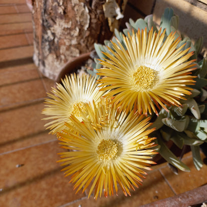 Kit assemblaggio per composizione di Lithops - composizione sassi viventi (Terrina 15 cm)