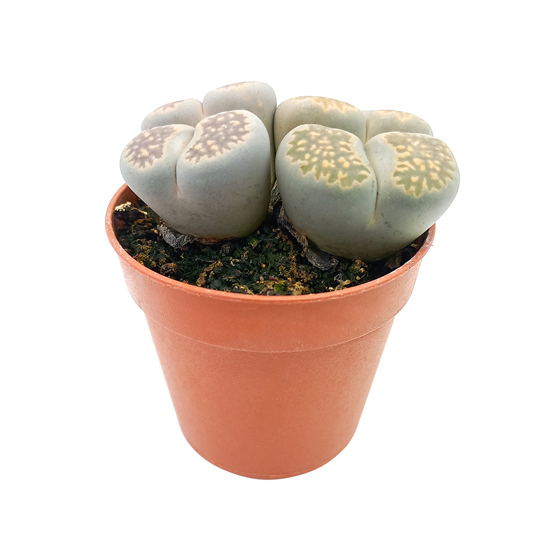 Lithops spp. - sassi vivi, piante sasso (Vaso 5 cm)